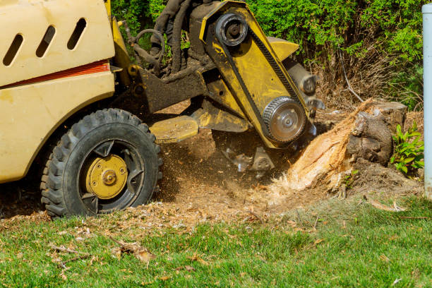 Best Professional Tree Care  in Johnson, AR